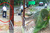 Sulya: Man escapes narrowly as coconut tree crashes into house courtyard